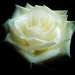 white rose blossom bloom 1811844 150x150
